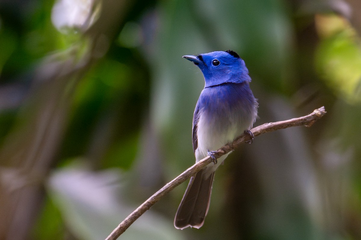 Schwarznackenmonarch - ML645541568