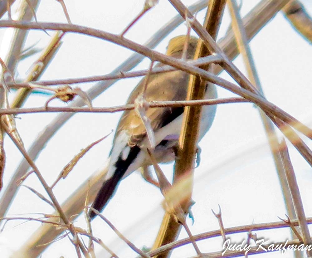 Indiensilberschnabel - ML645541569