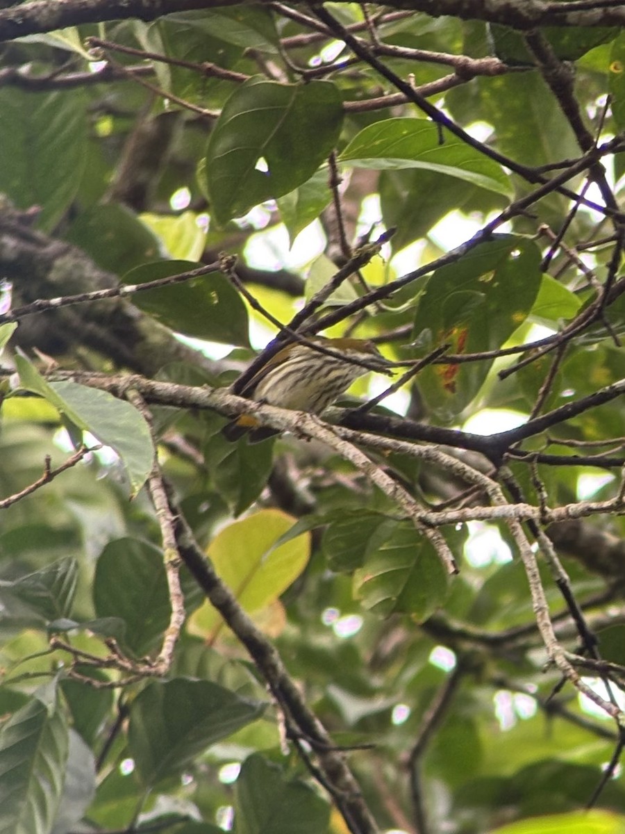 Gelbsteiß-Mistelfresser - ML645541570