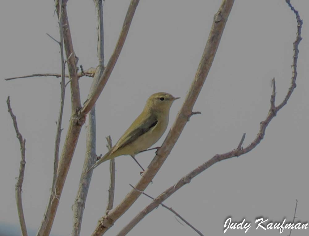 Zilpzalp - ML645541571