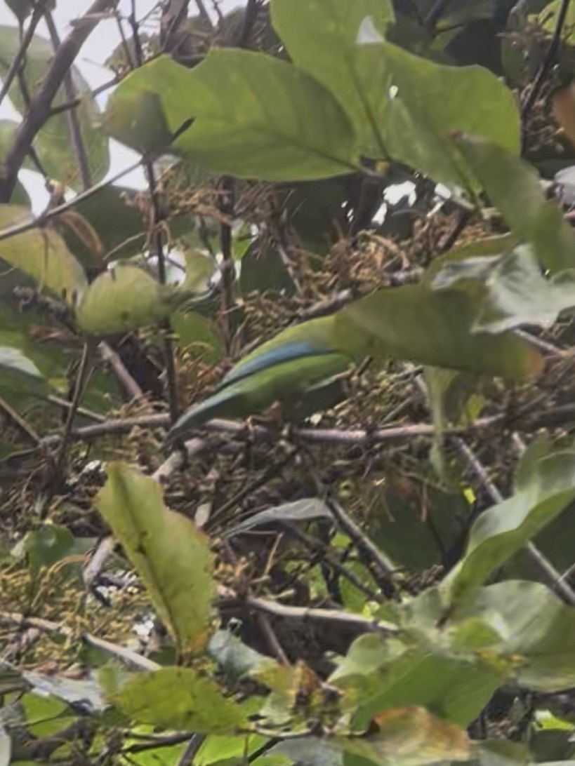 Blauflügel-Blattvogel - ML645541572