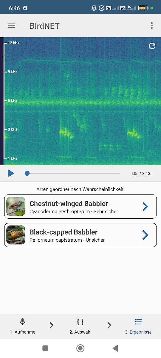 Borneoerddrossling - ML645541574