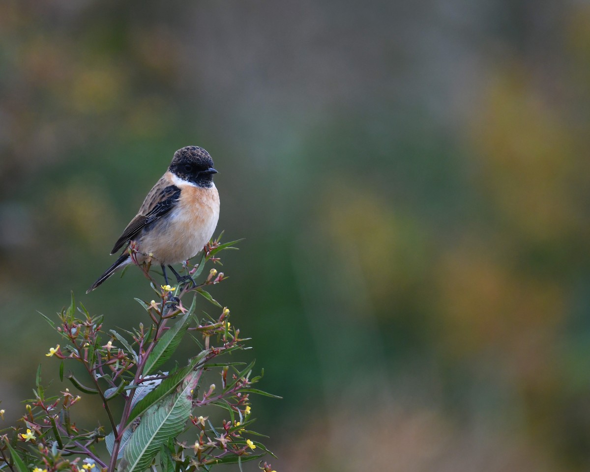 Stejnegerschwarzkehlchen - ML645541575