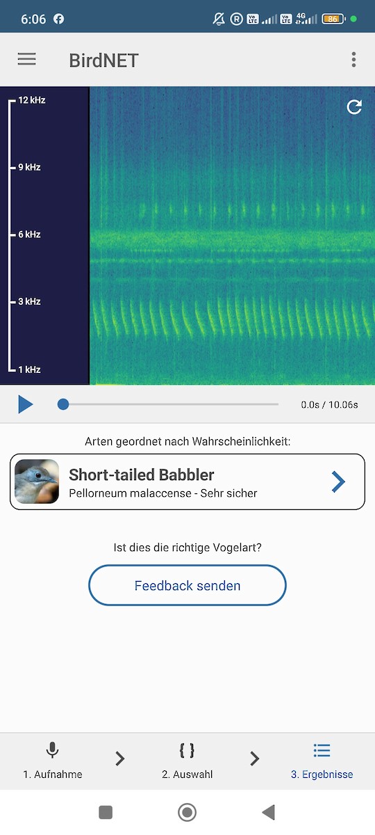 Kurzschwanz-Mausdrossling - ML645541577