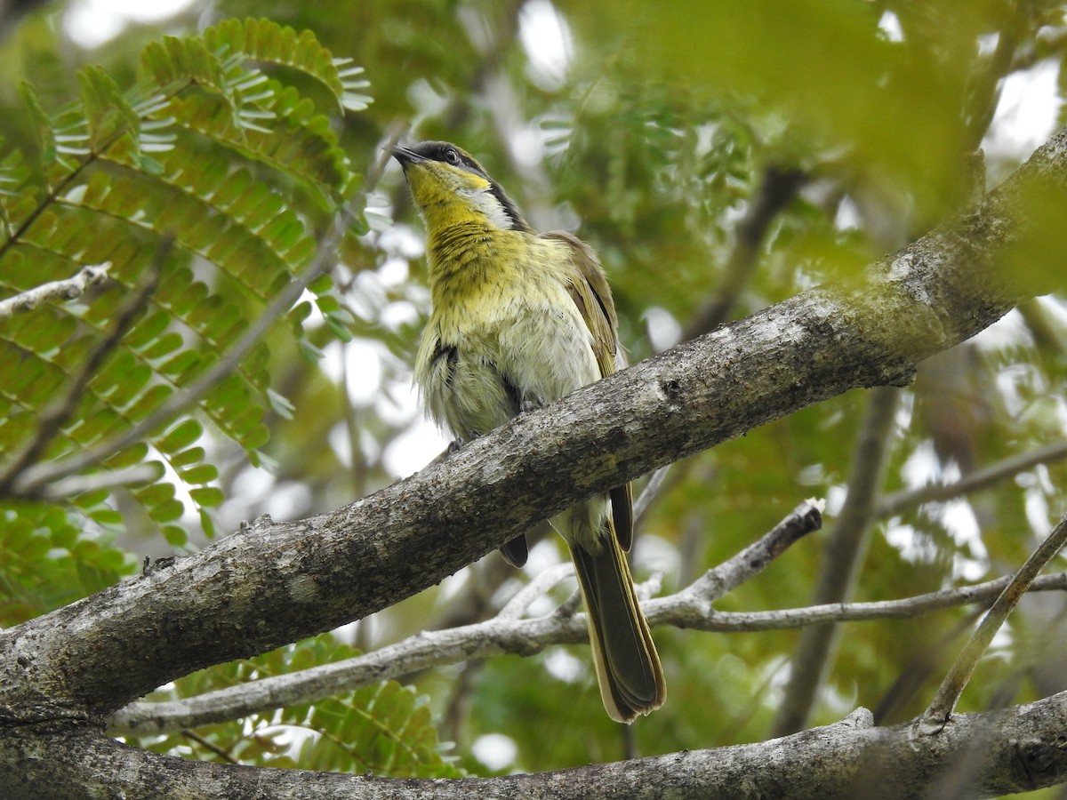 Pirolhonigfresser - ML645541578