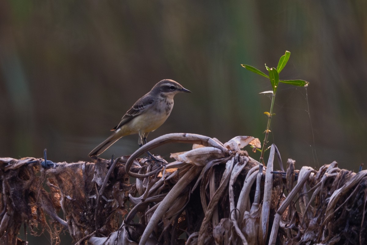 Schafstelze - ML645541579