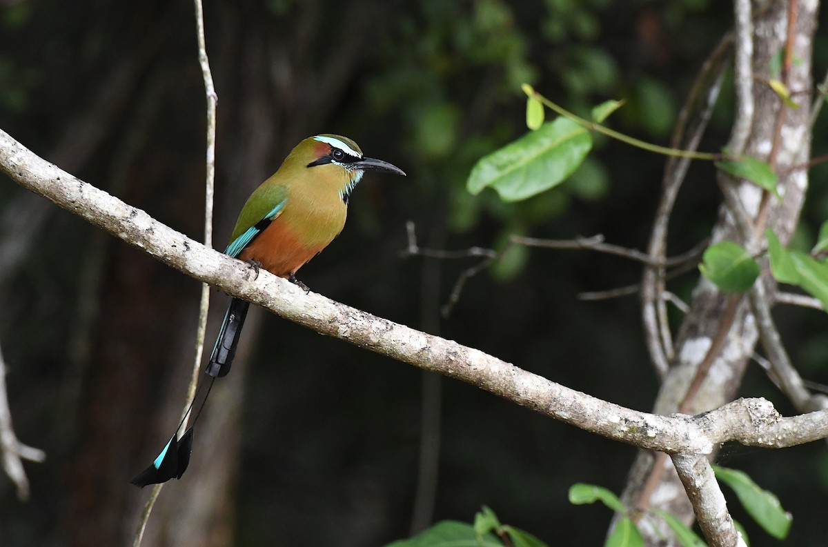 Brauenmotmot - ML645541580