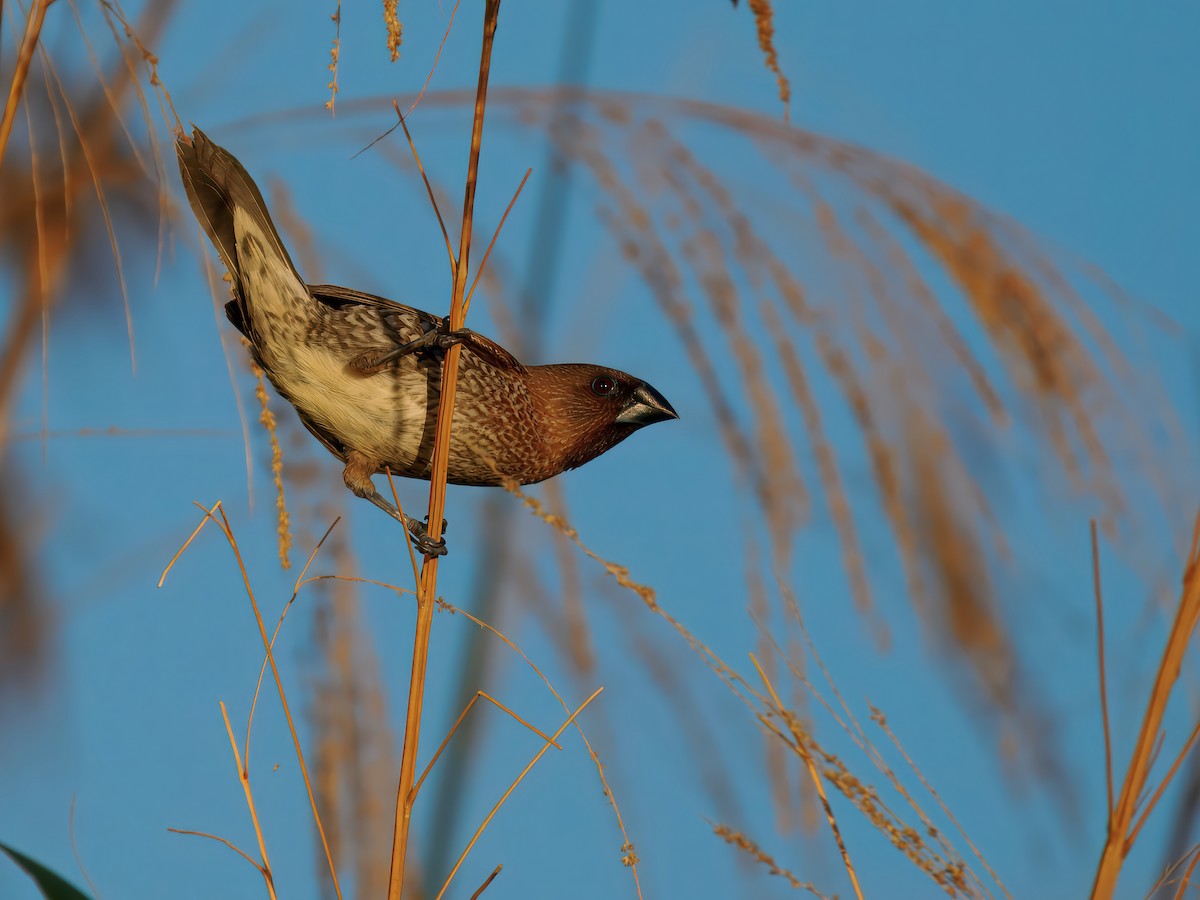 Muskatbronzemännchen - ML645541583