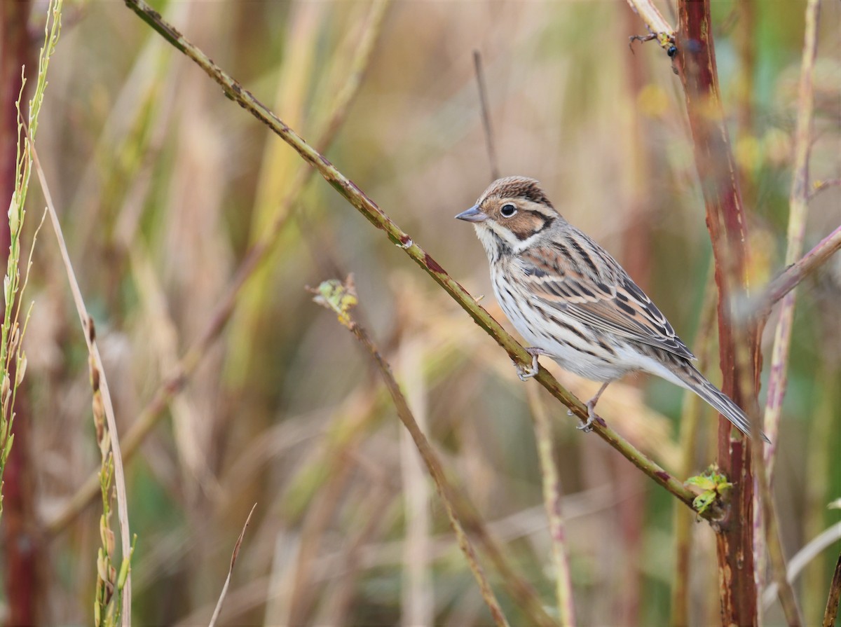 Zwergammer - ML645541585