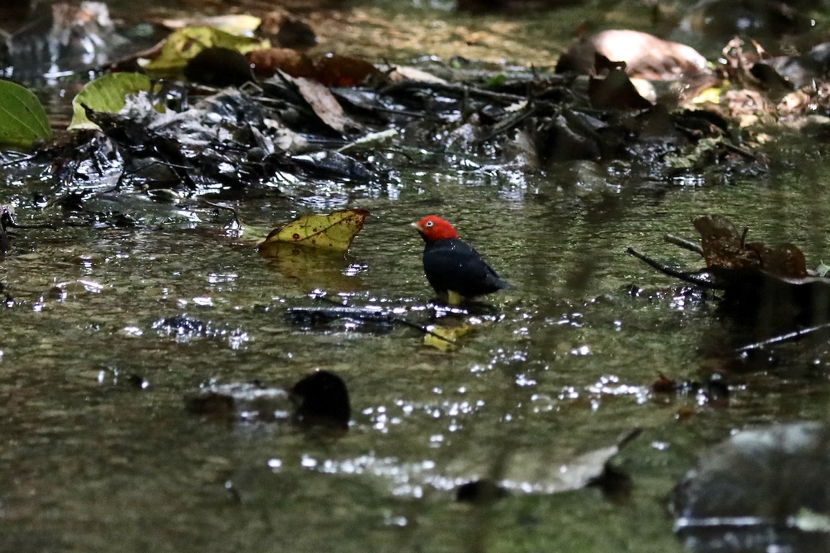 Gelbhosenpipra - ML645541587