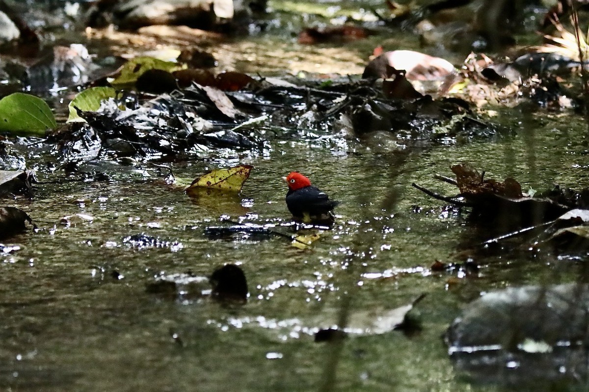 Gelbhosenpipra - ML645541588