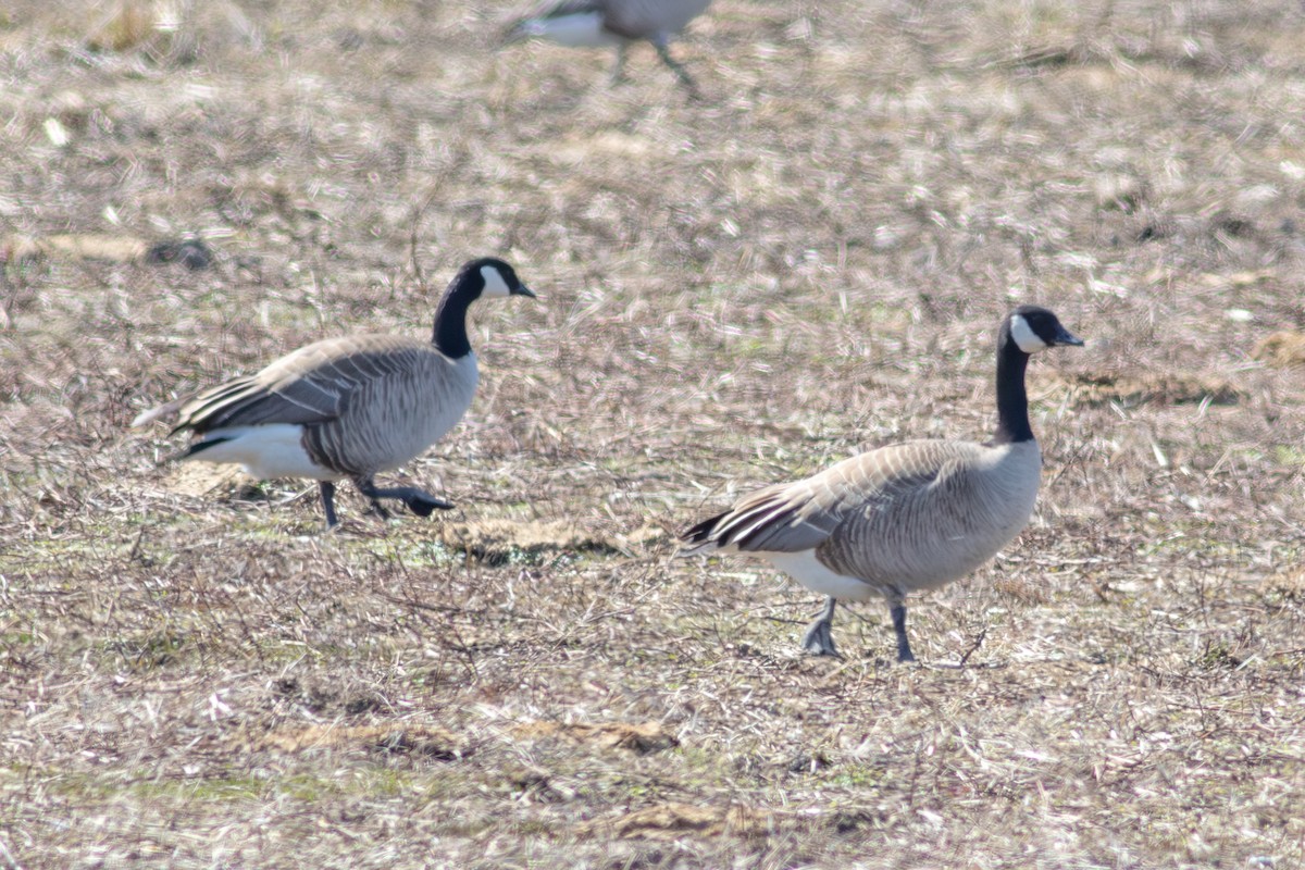 Zwergkanadagans - ML645541589