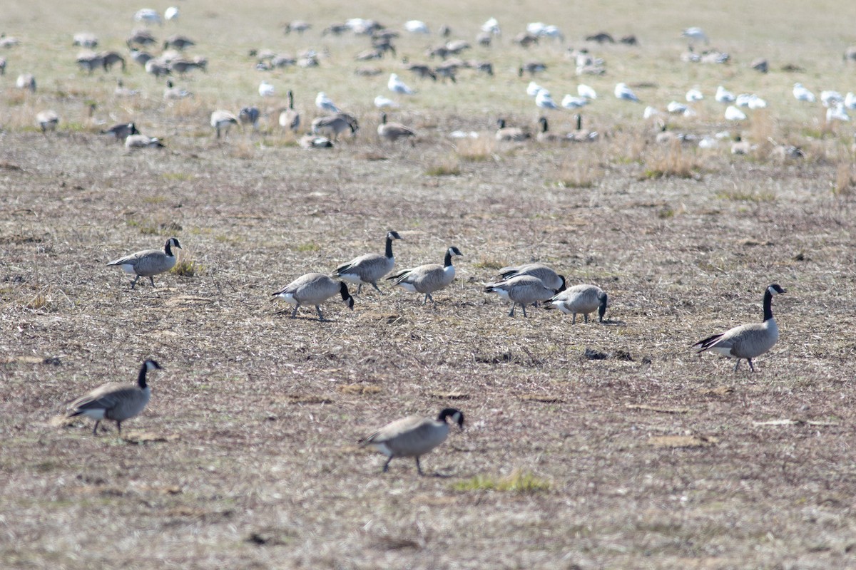 Zwergkanadagans - ML645541590