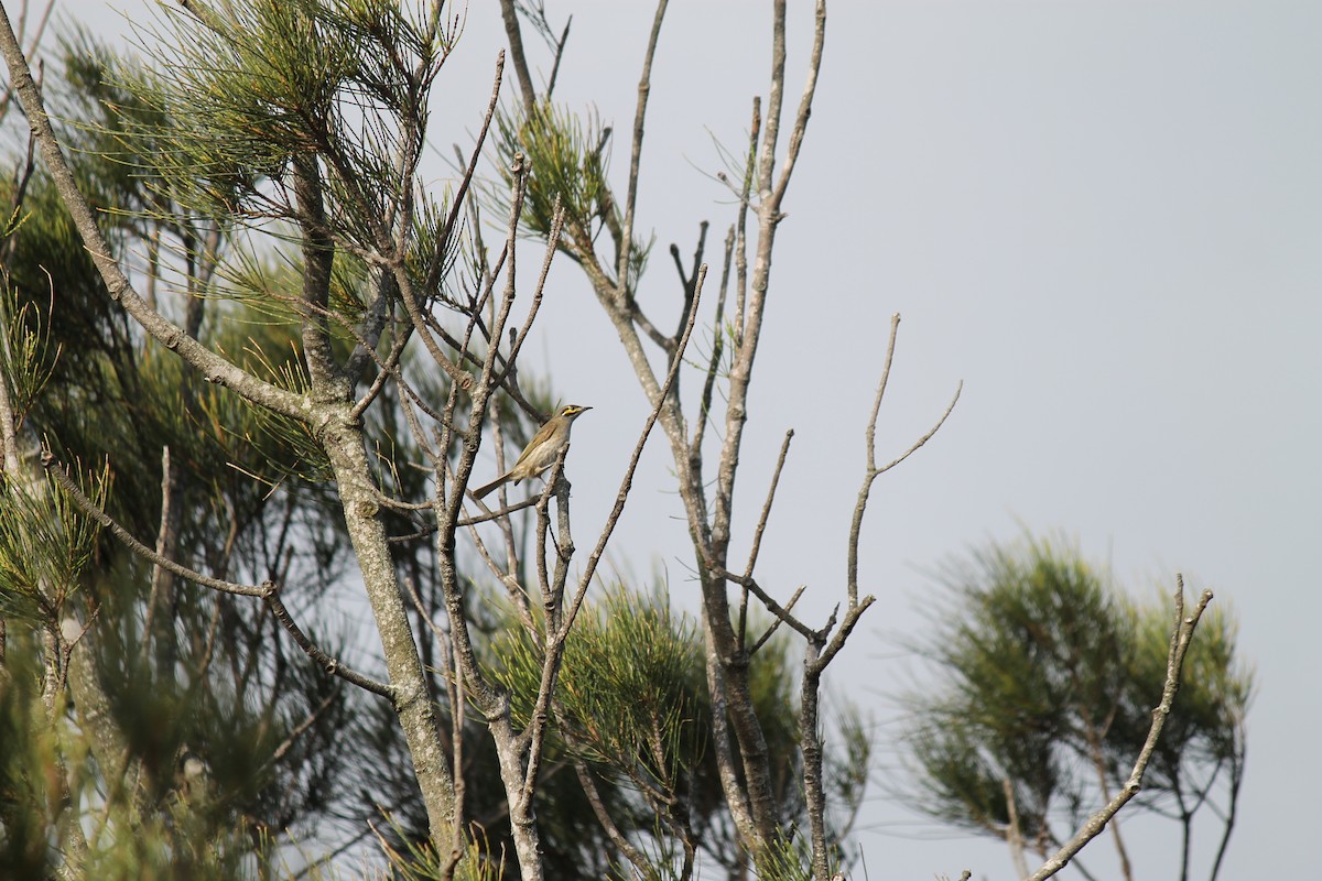 Dreistreifen-Honigfresser - ML645541591