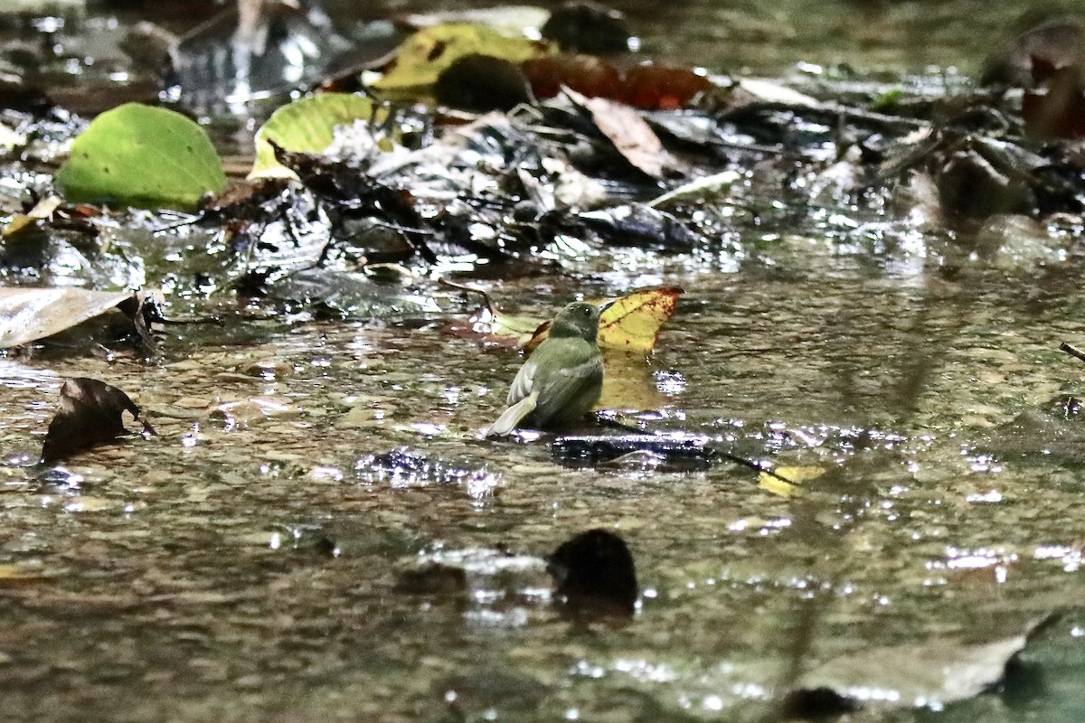 Trauerbekarde - ML645541592