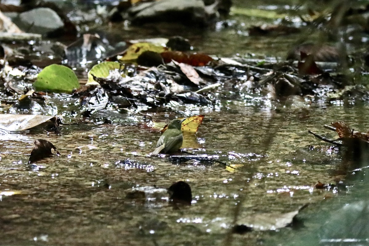 Trauerbekarde - ML645541593