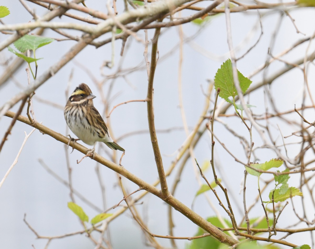 Gelbbrauenammer - ML645541594