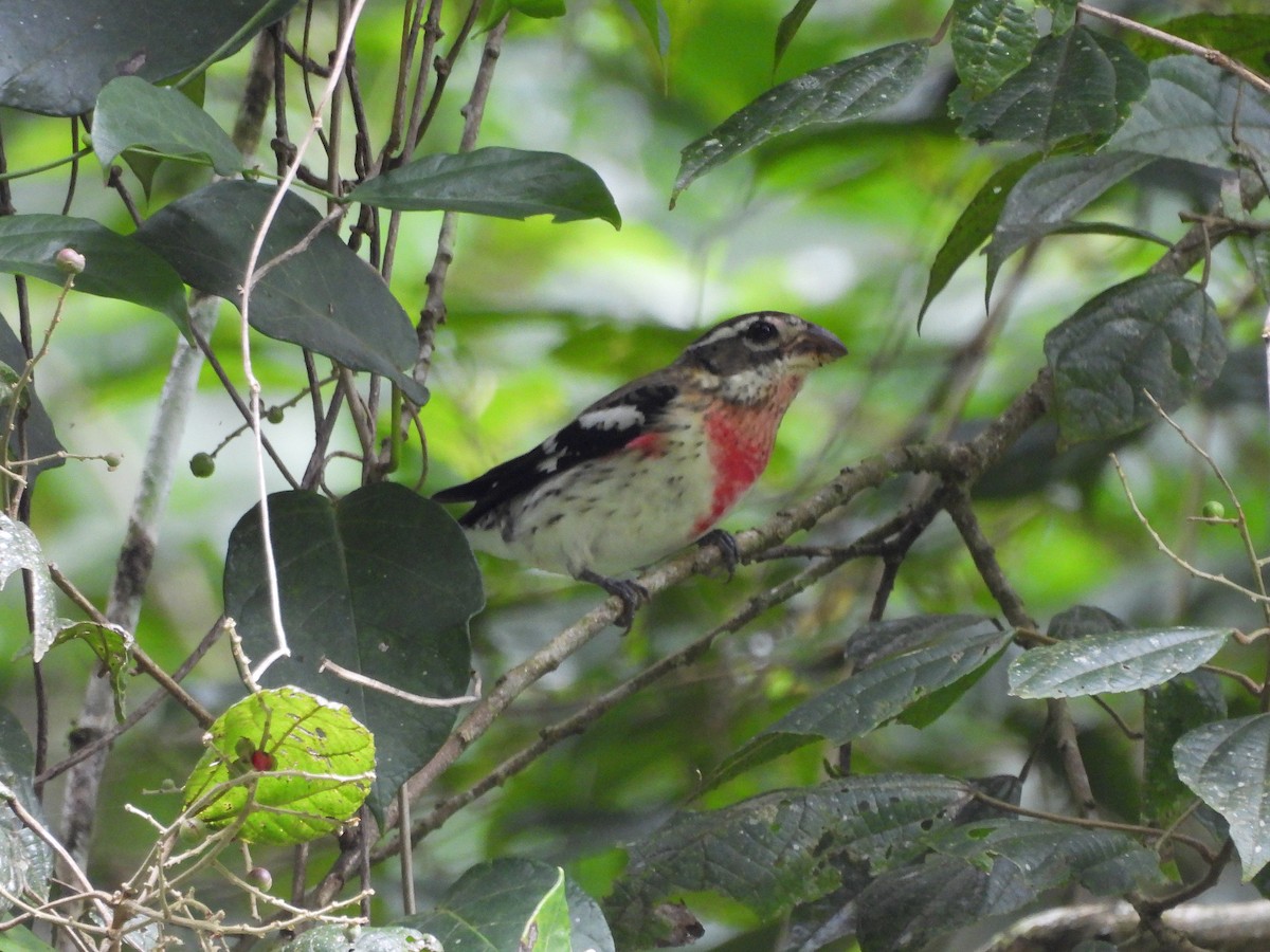 Rosenbrust-Kernknacker - ML645541596