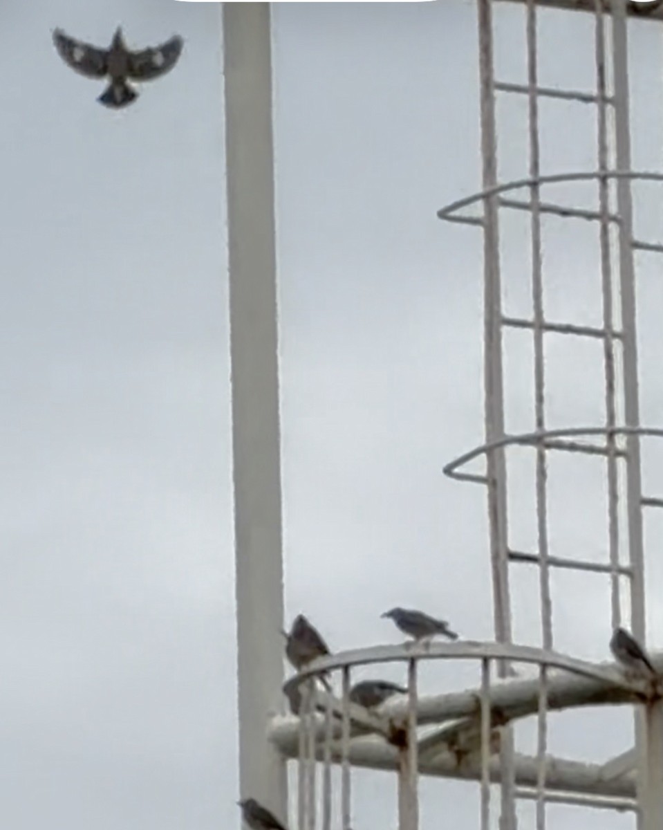 Seidenstar - ML645541598