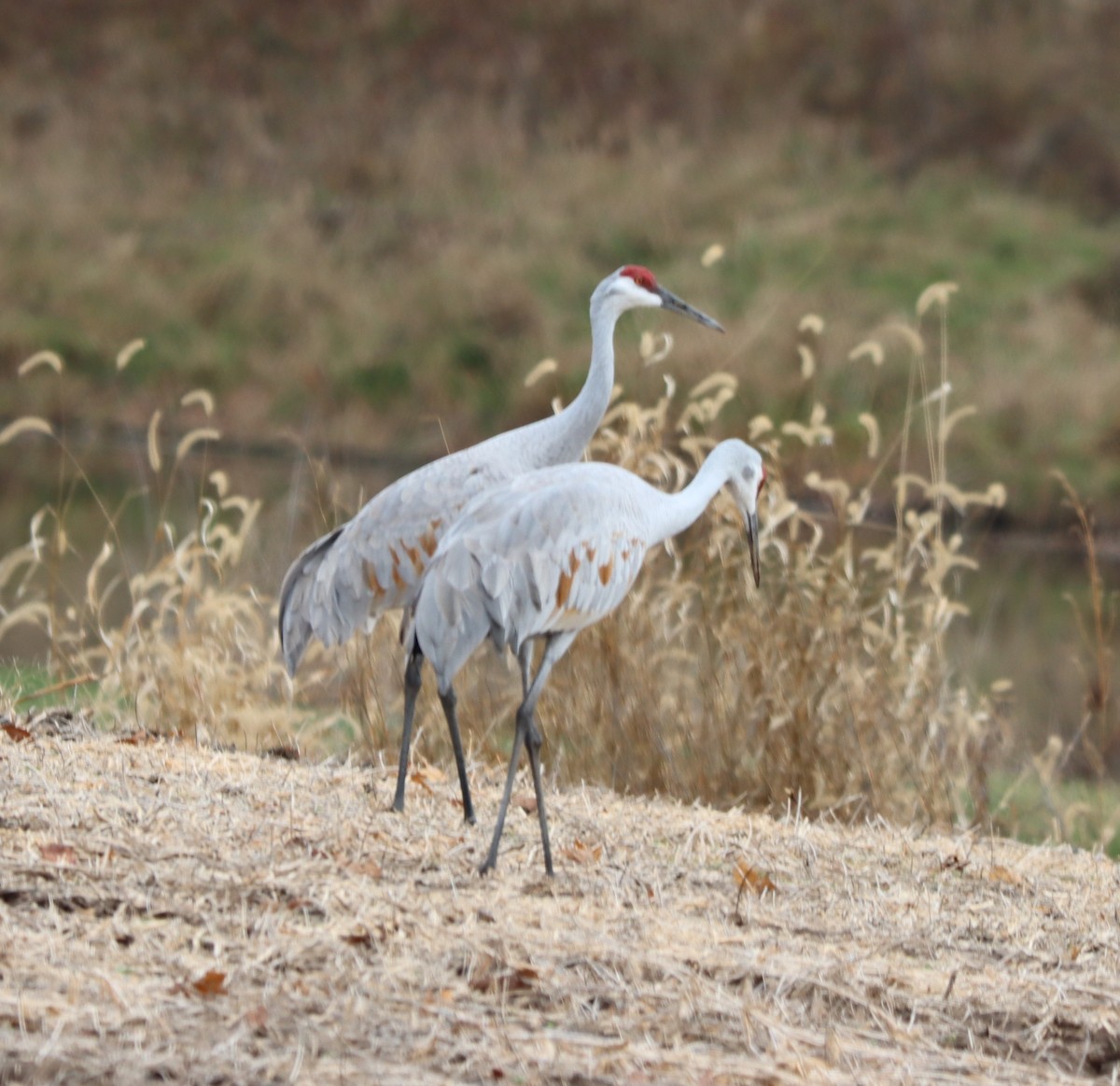 Kanadakranich - ML645541599