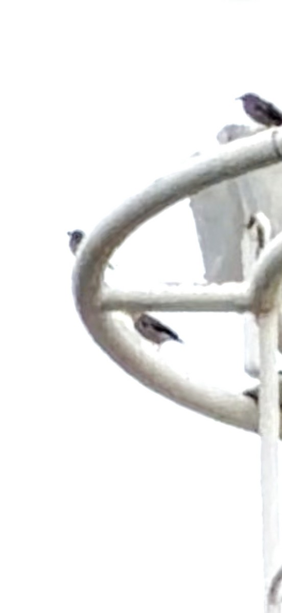 Seidenstar - ML645541601