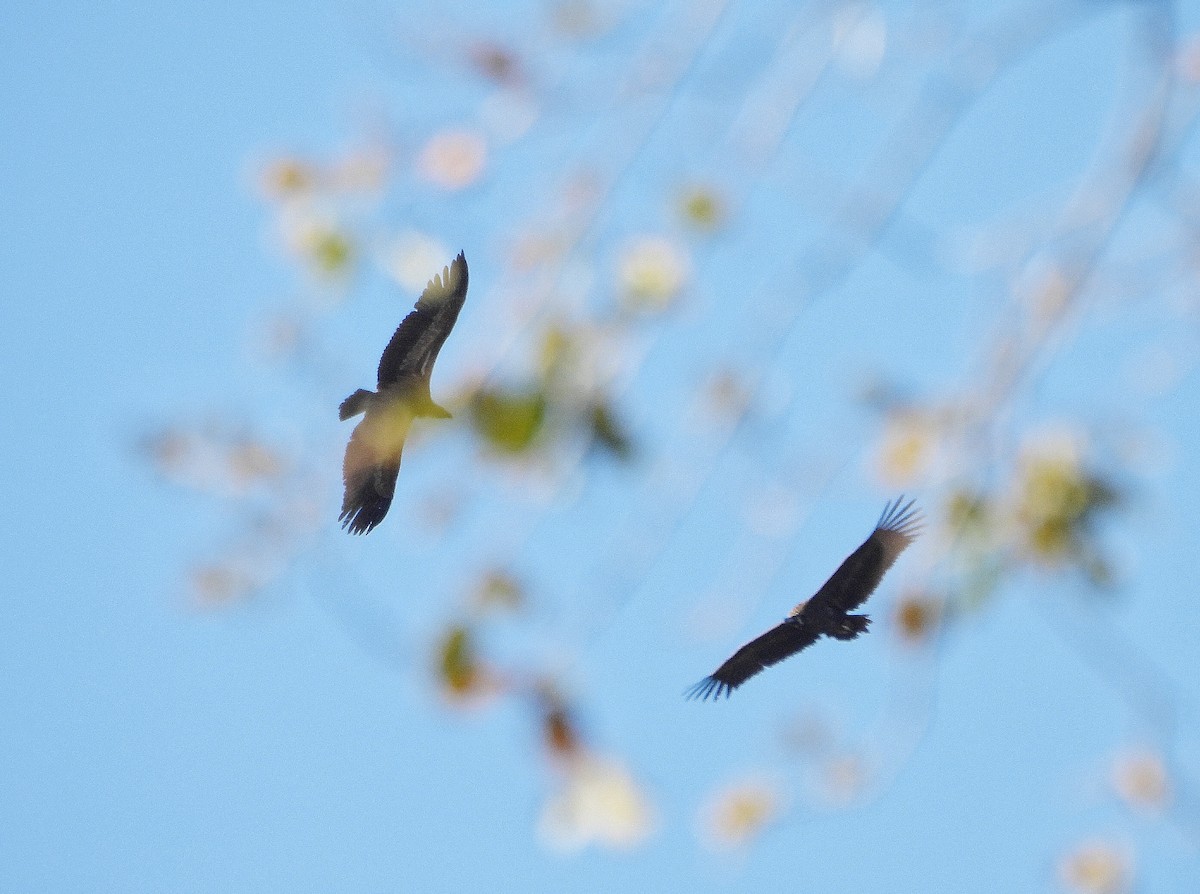 sup hnědý - ML645541604