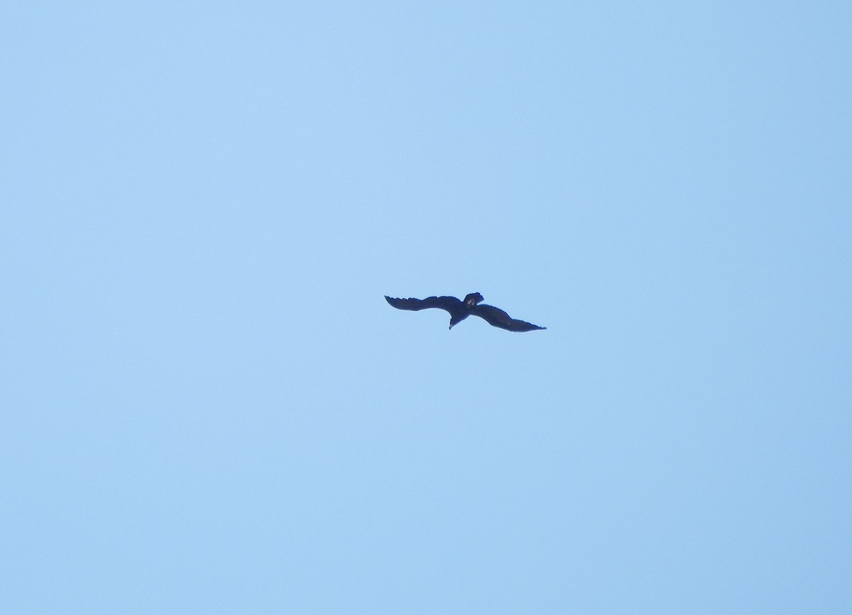 sup hnědý - ML645541627