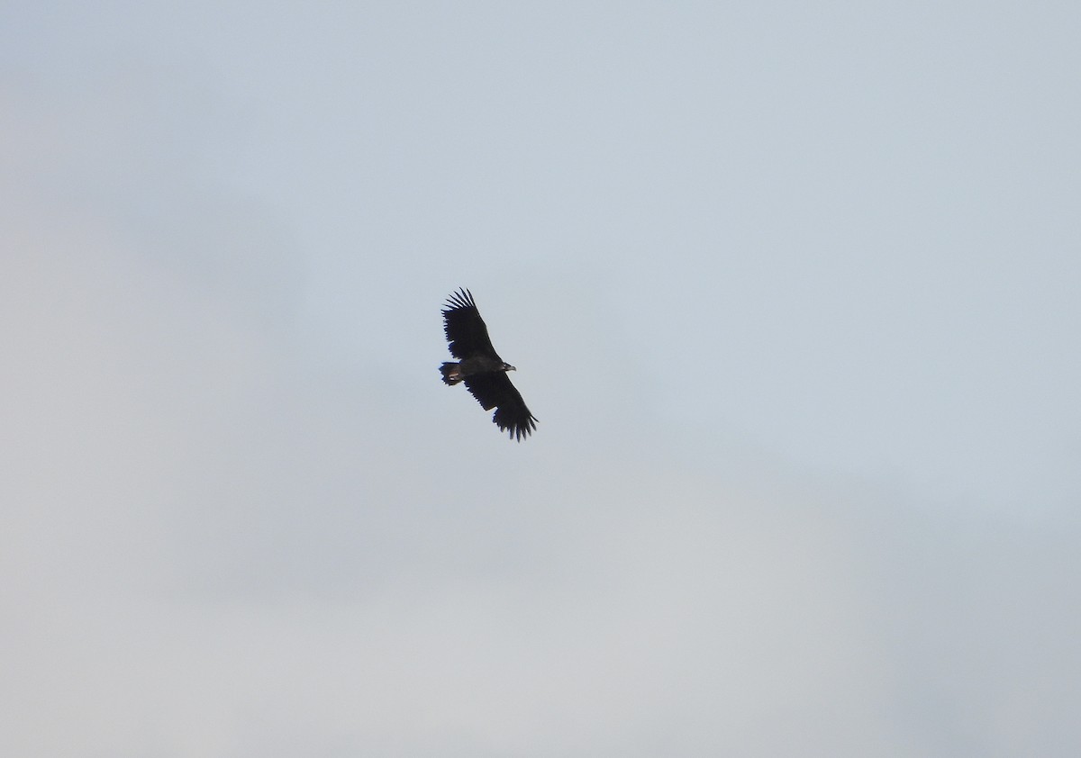 sup hnědý - ML645541629