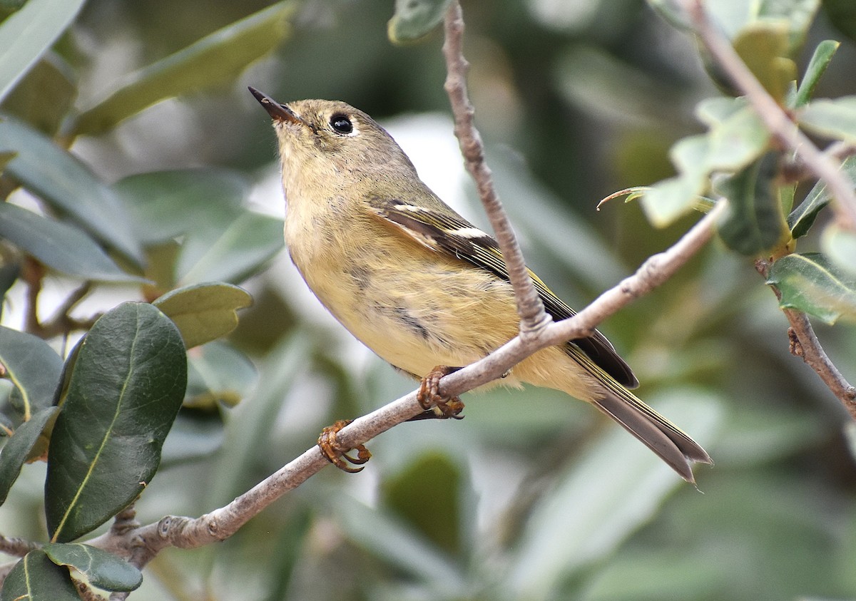 Rubingoldhähnchen - ML645541630