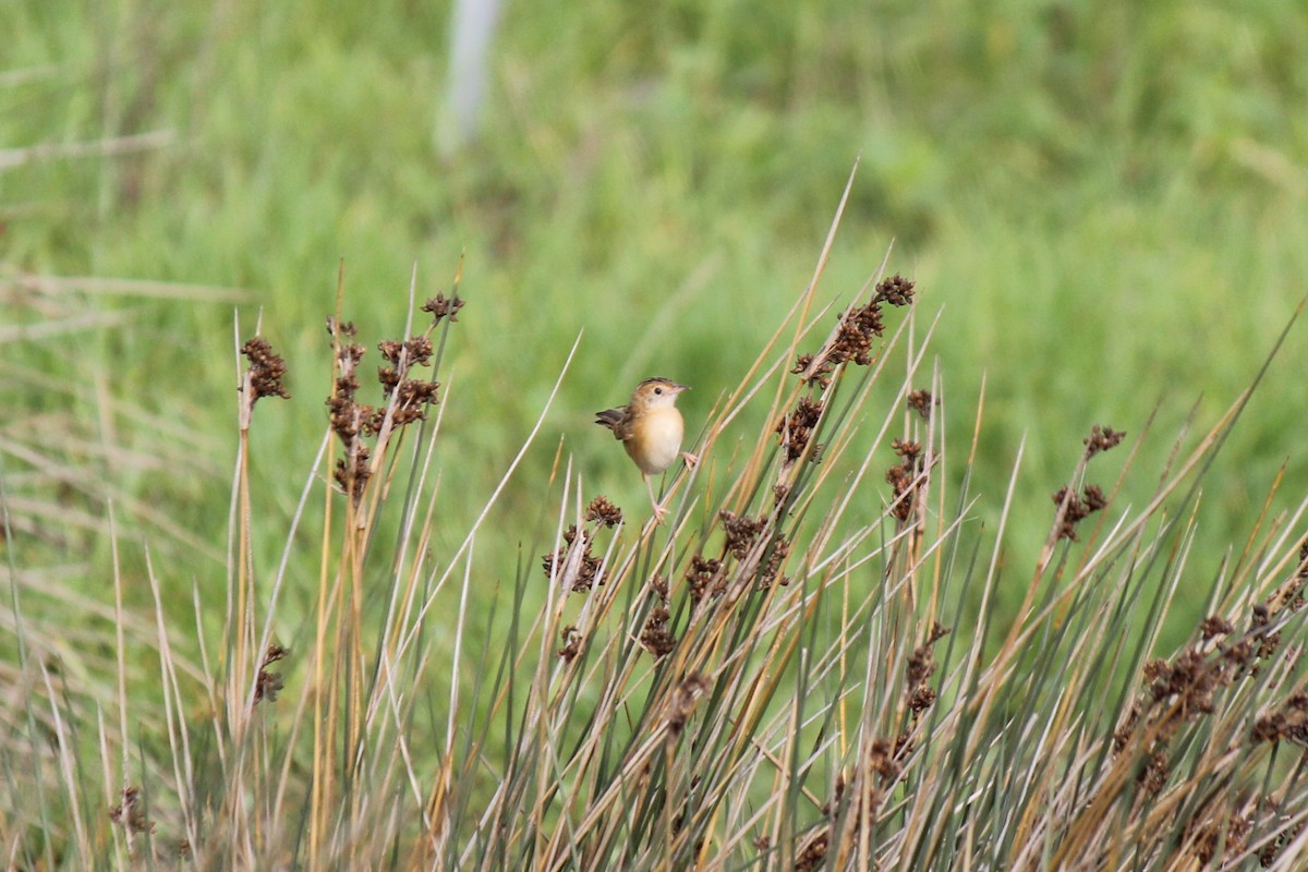 Golden-headed Cisticola - ML645541639
