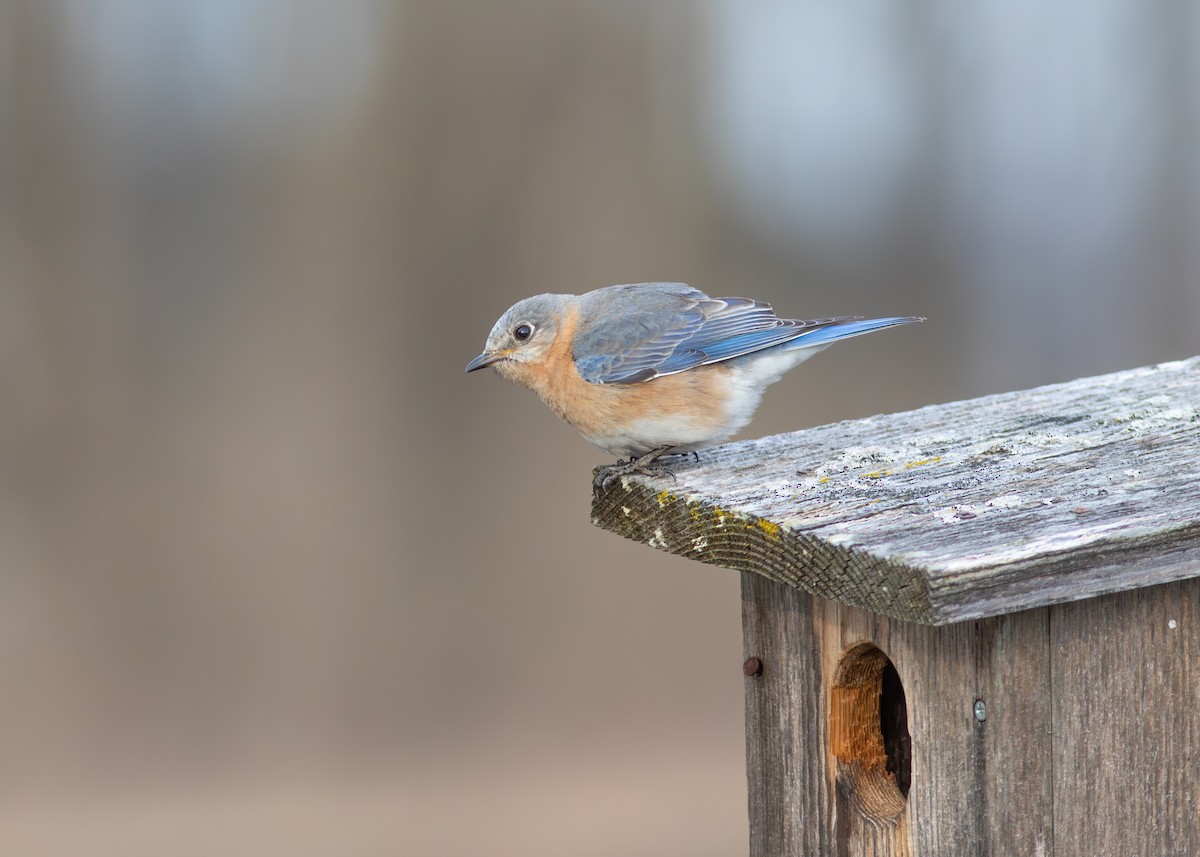 Eastern Bluebird - ML645541647