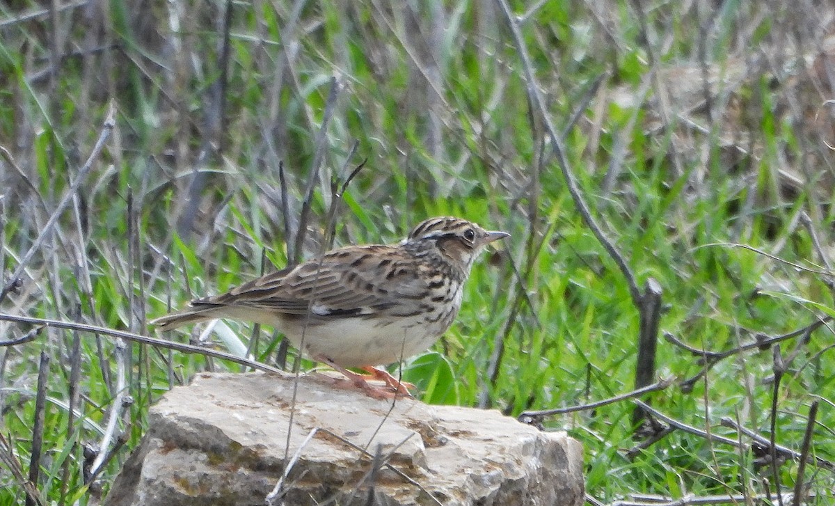 Wood Lark - ML645541650