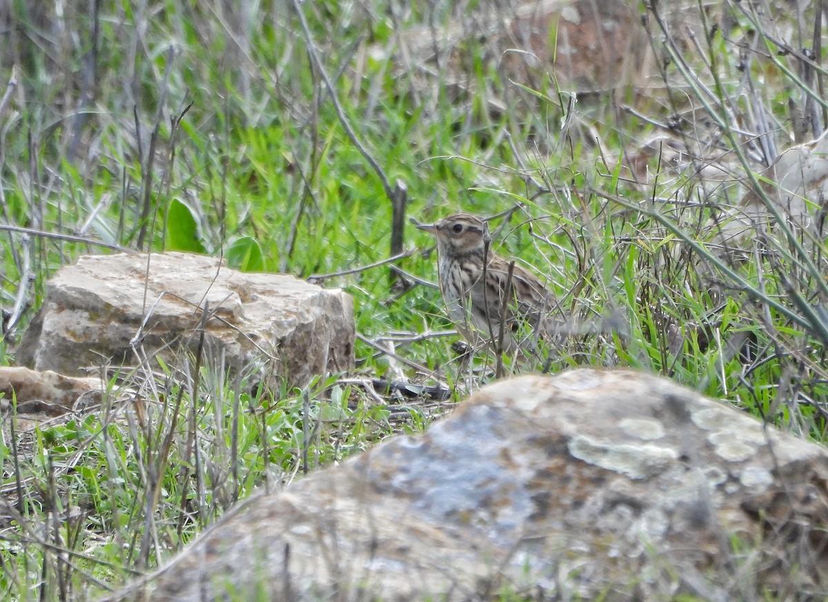 Wood Lark - ML645541652