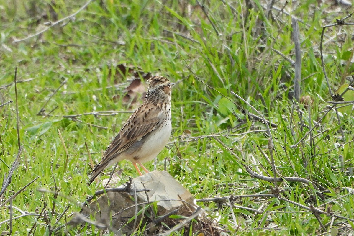 Wood Lark - ML645541655