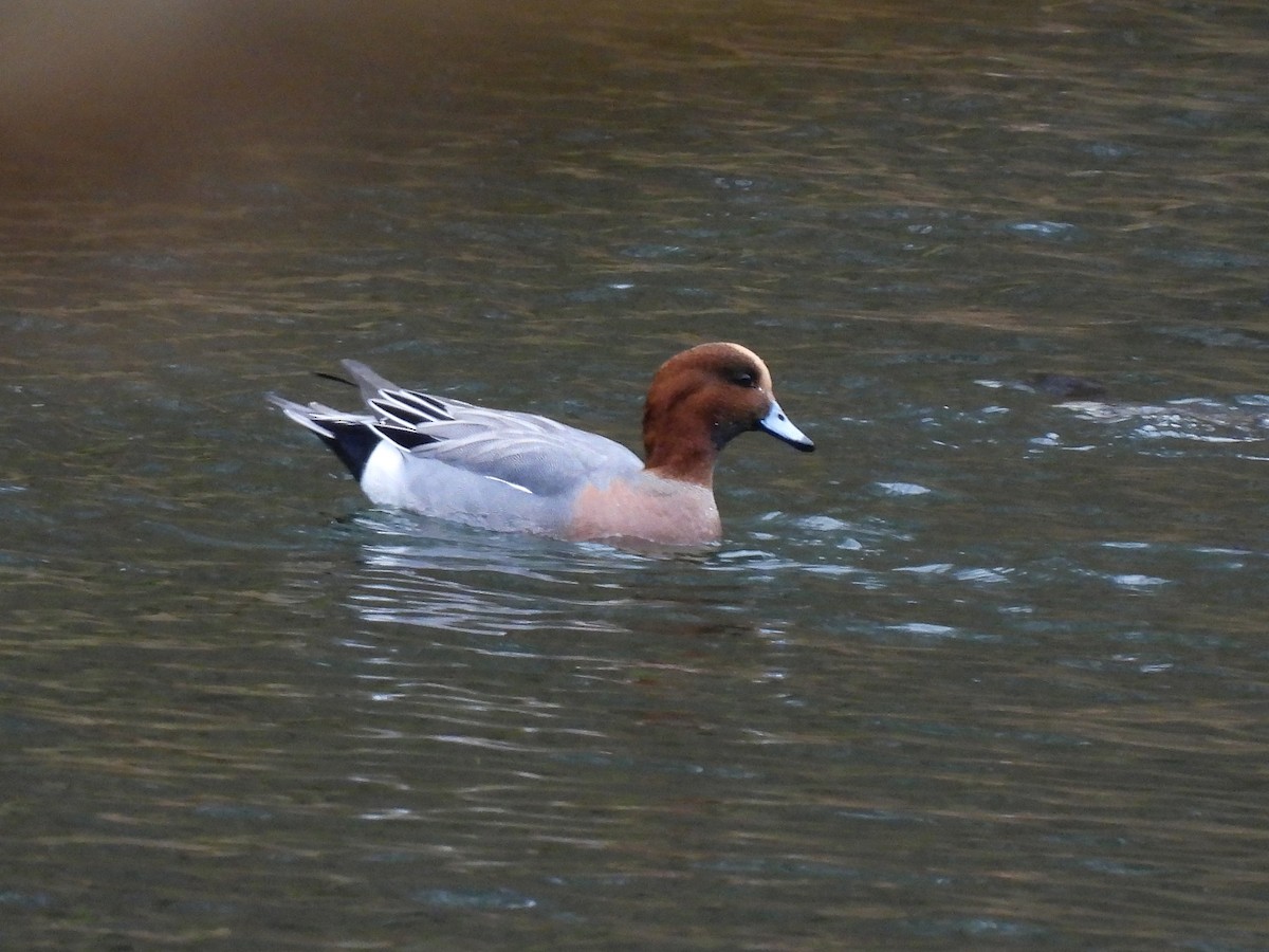 Eurasian Wigeon - ML645541660