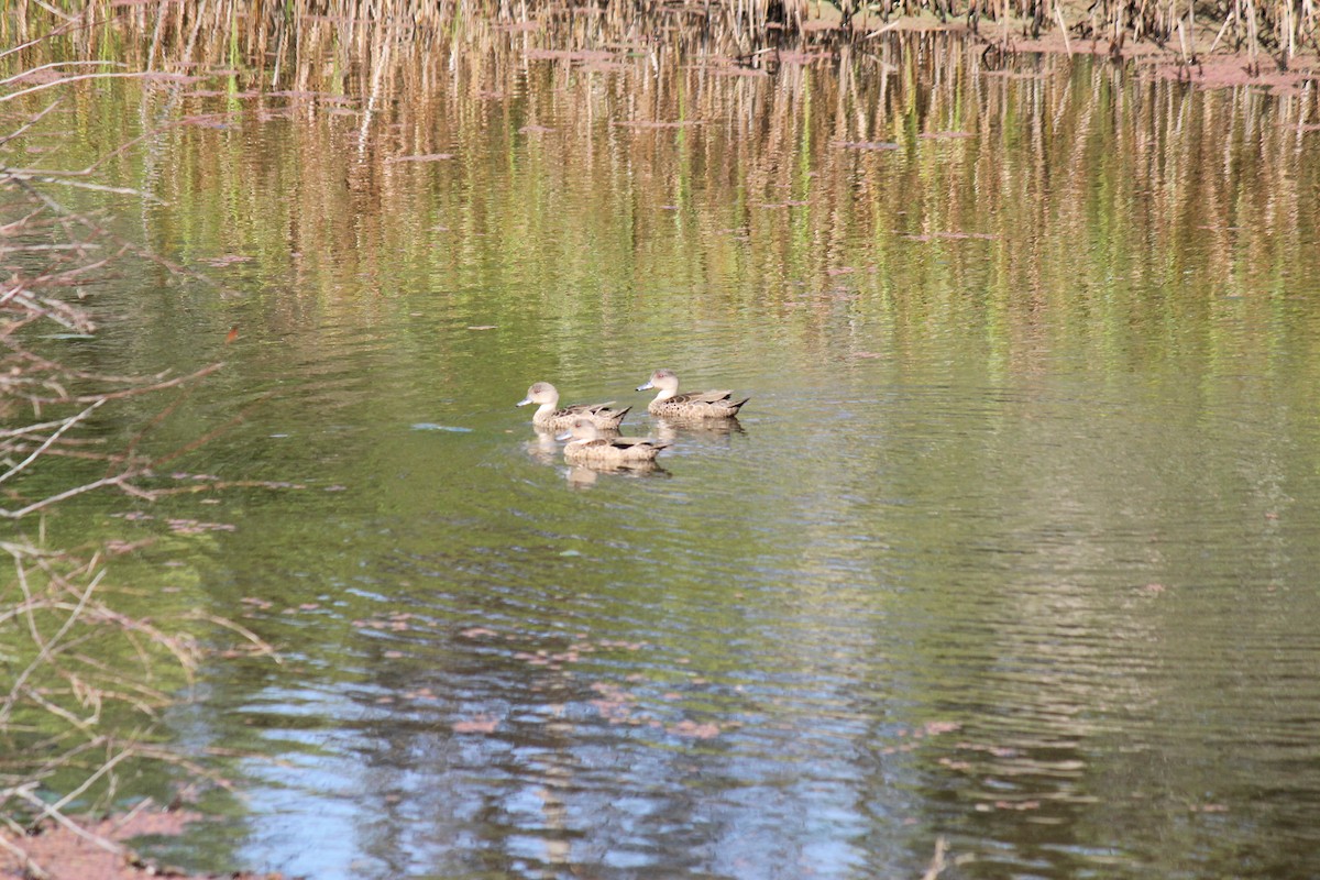 čírka bělohrdlá - ML645541662