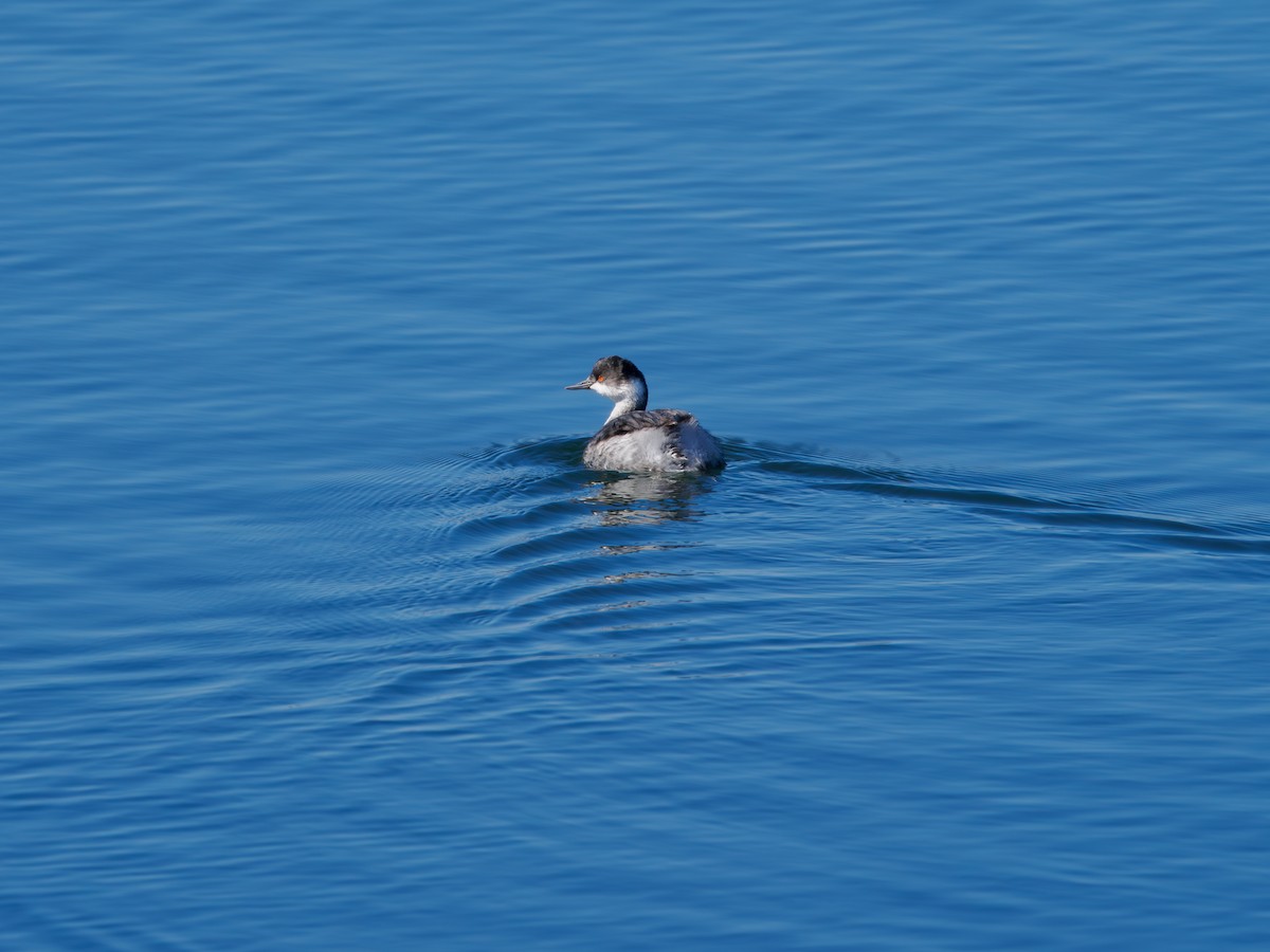 Пірникоза чорношия - ML645541663