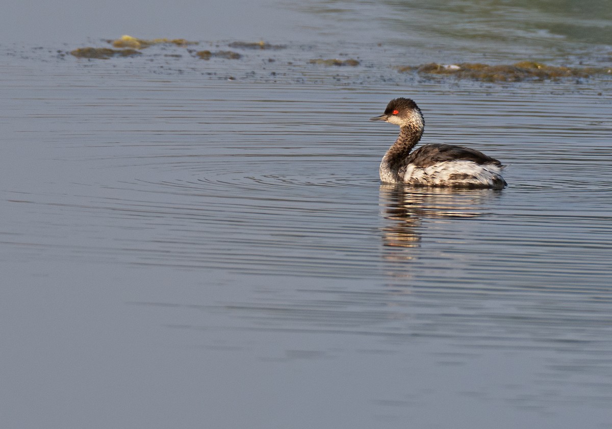 Eared Grebe - ML645541676