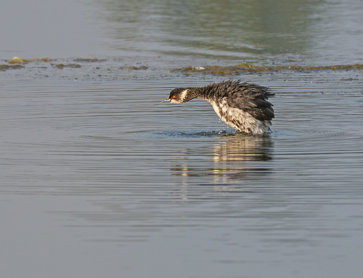 Eared Grebe - ML645541677