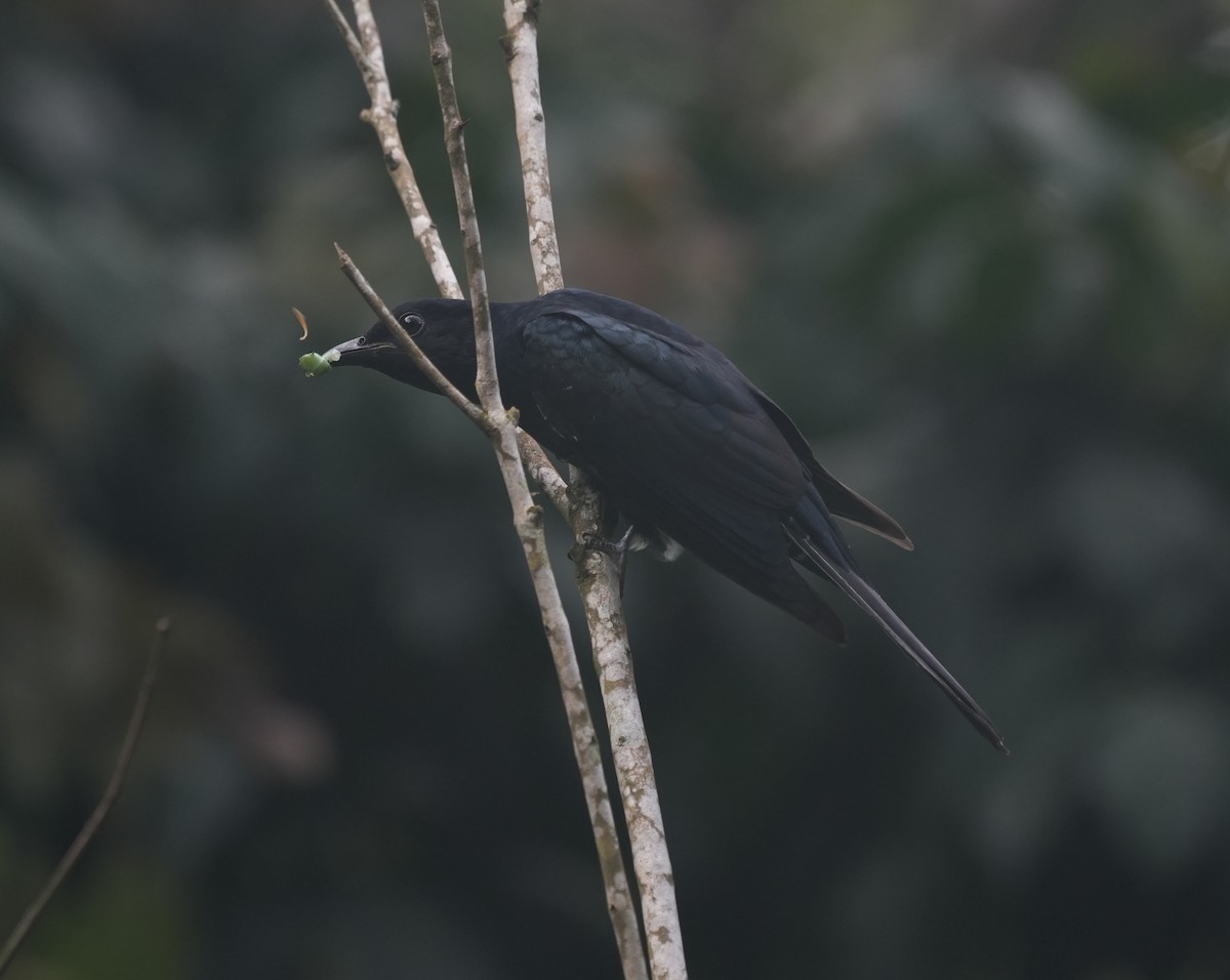 Square-tailed Drongo-Cuckoo - ML645541686