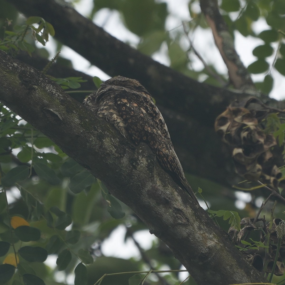 Gray Nightjar - ML645541688