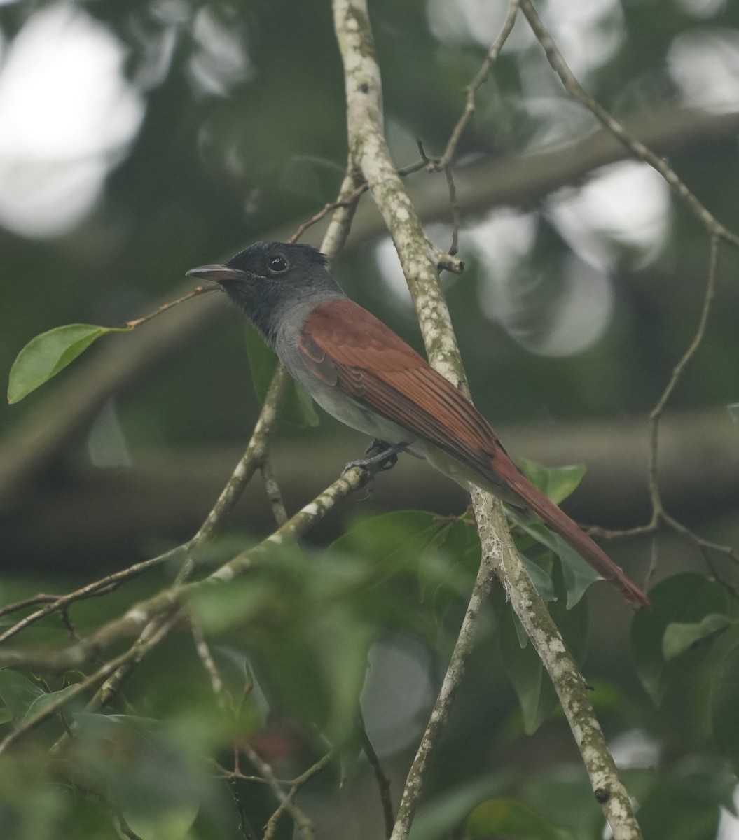 Amur Paradise-Flycatcher - ML645541699