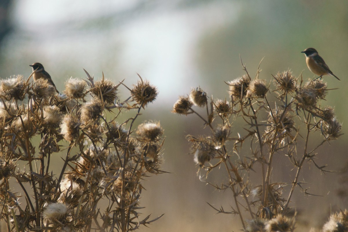 European Stonechat - ML645541706