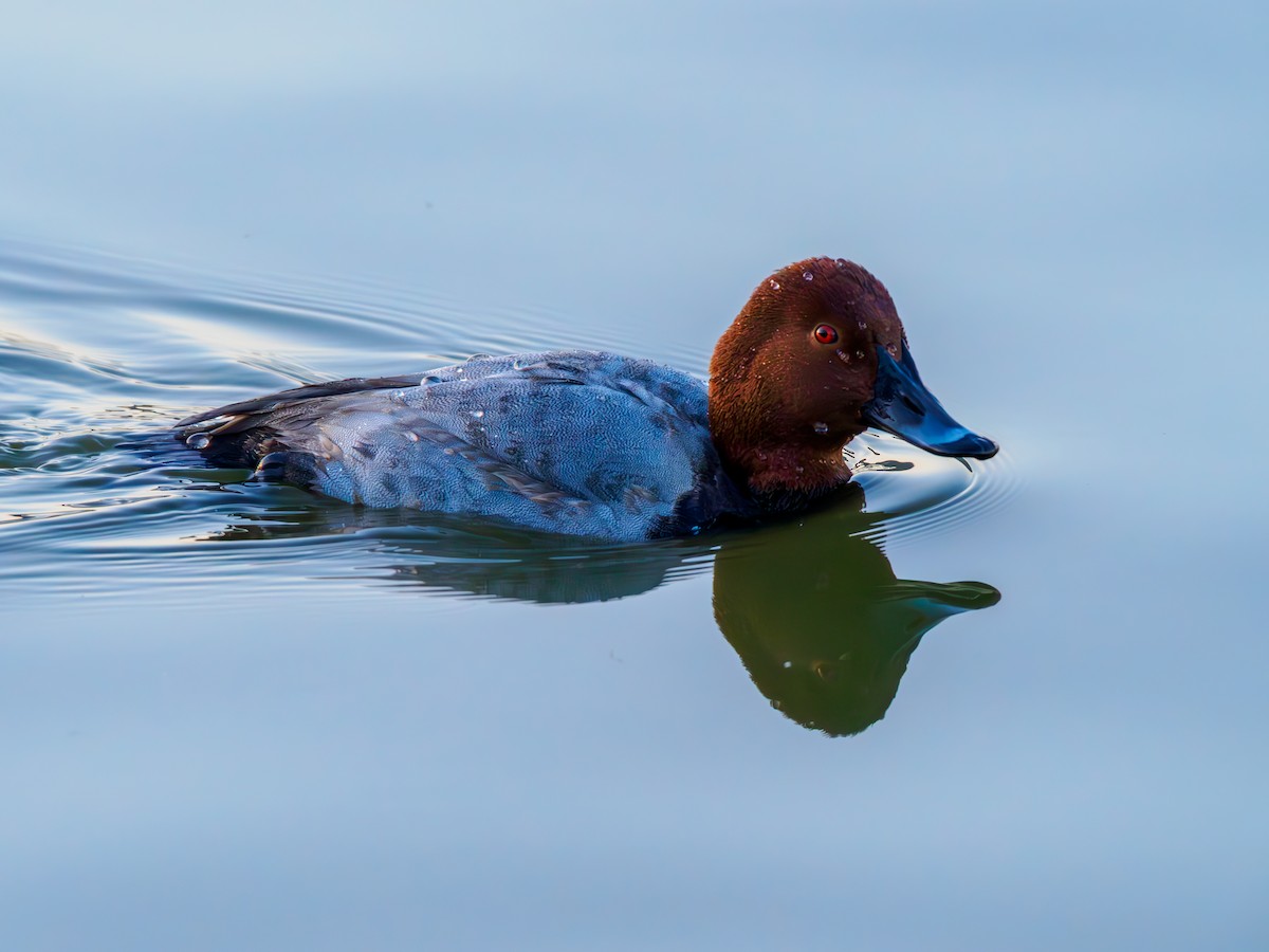 Попелюх звичайний - ML645541719