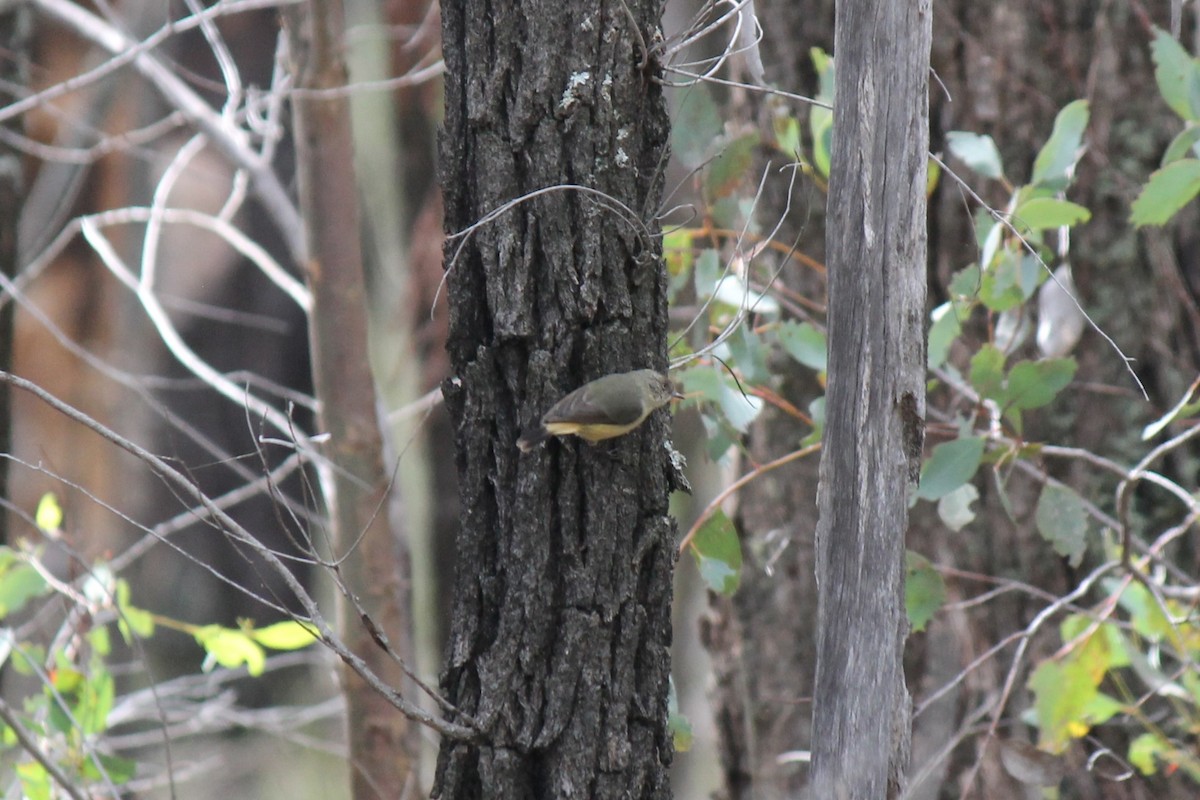Buff-rumped Thornbill - ML645541723