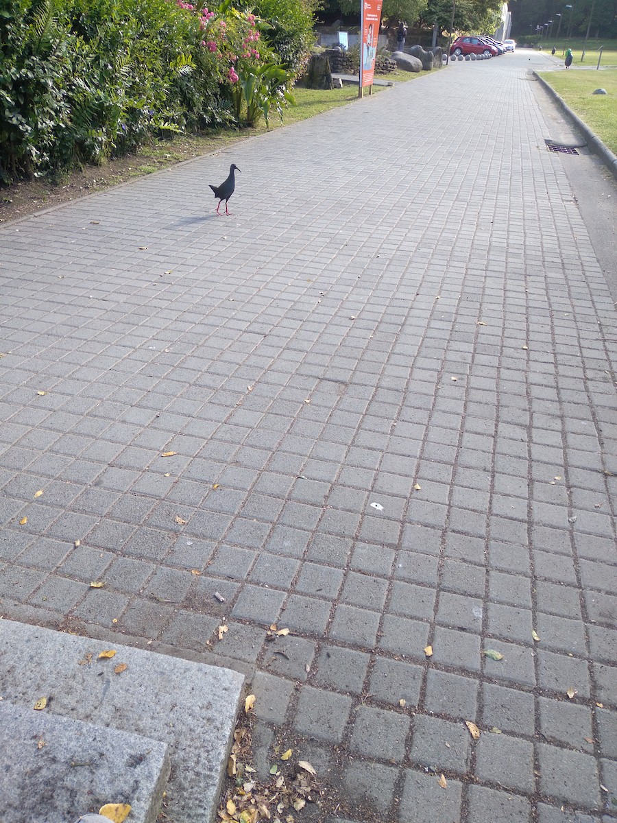 Plumbeous Rail - ML645541726