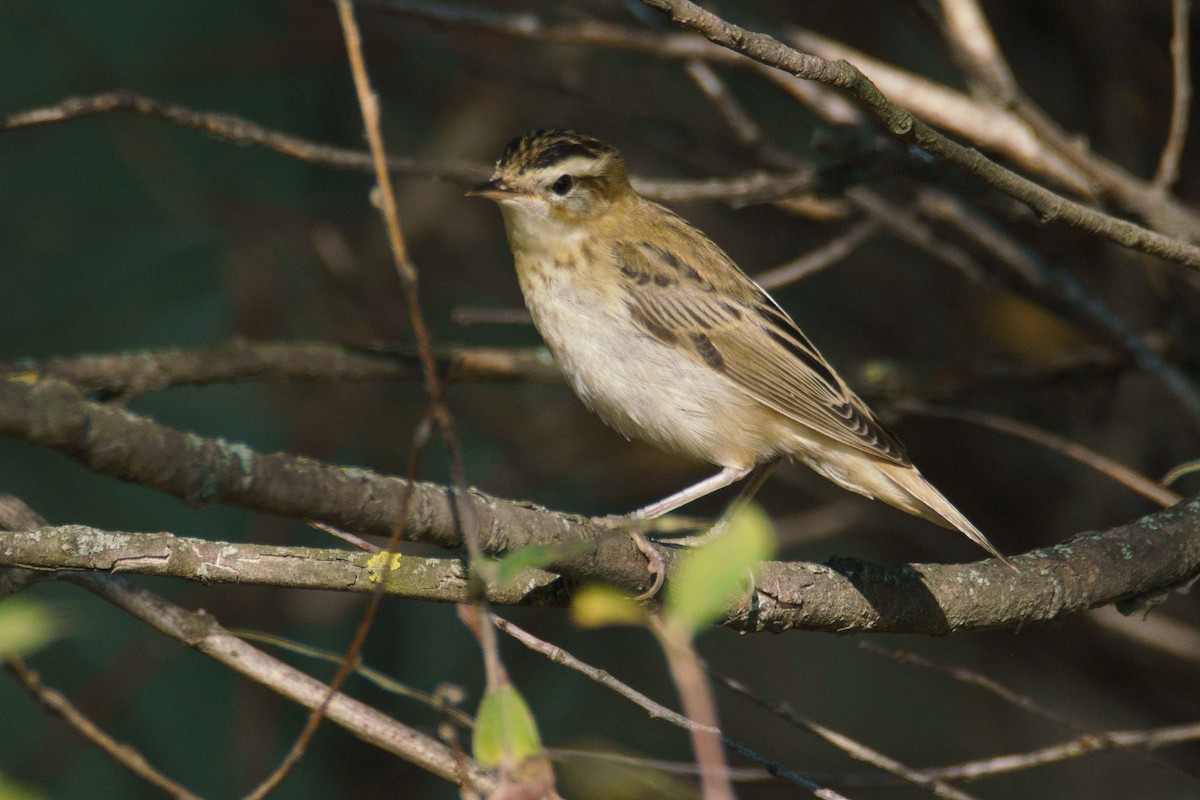 Sedge Warbler - ML645541730