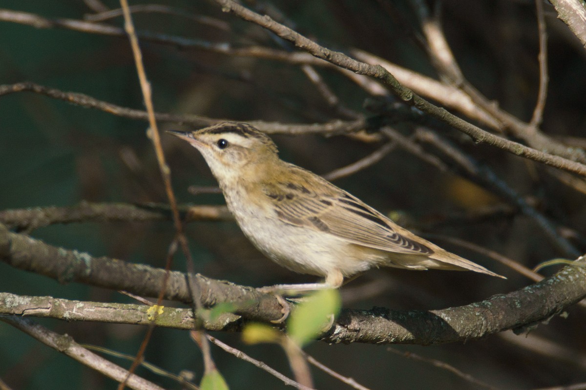 Sedge Warbler - ML645541731