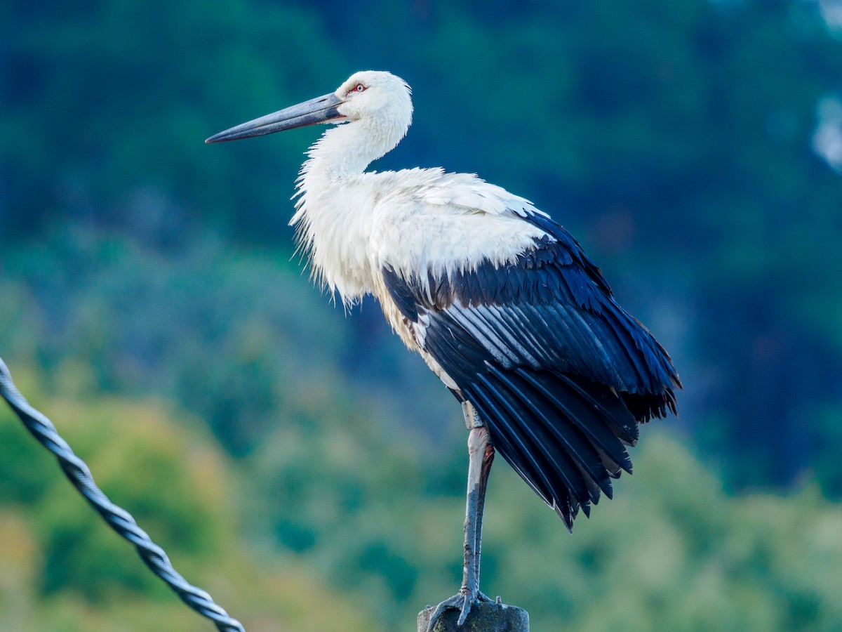 Лелека далекосхідний - ML645541734