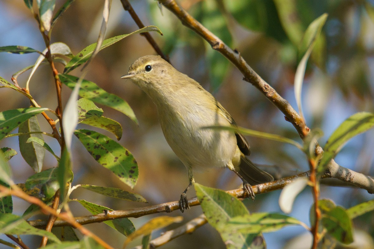 Common Chiffchaff - ML645541740